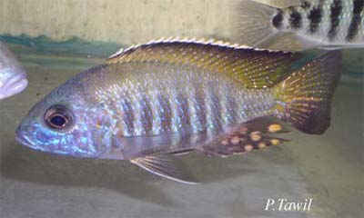Aulonocara gertrudae